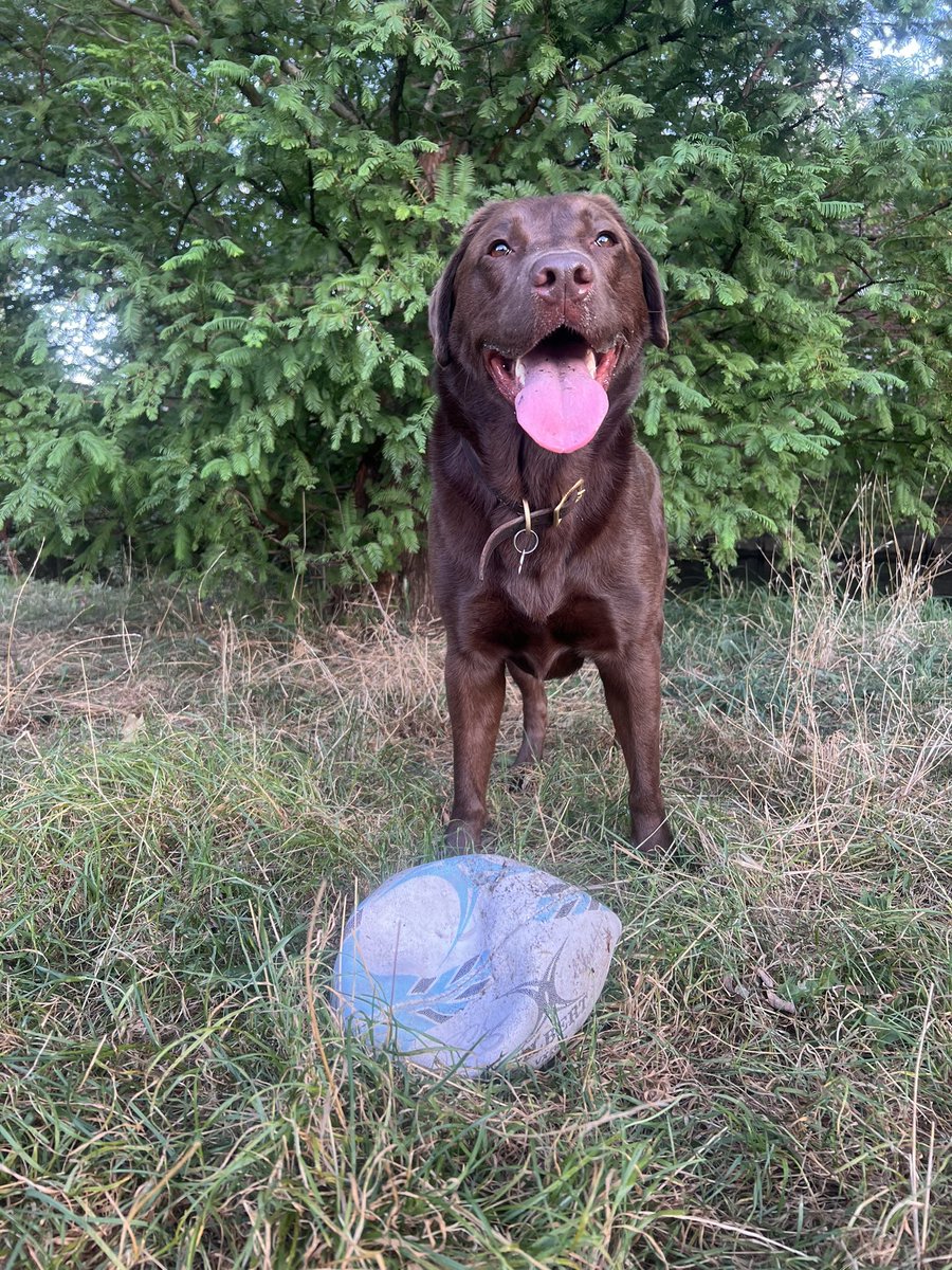 RobynCarts88's tweet photo. Hey @Harlequins my dog just popped a lovely kids signed quins ball 😭 she’s pleased with herself but her mum (me) feels AWFUL! Is there anyway I can find a replacement 🙏🏼#rugbylife https://t.co/GxhhQLkapi