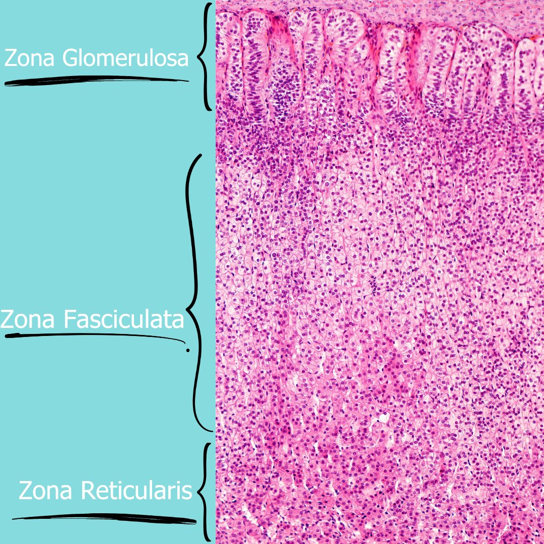 The cortex of the adrenal gland is interesting. With is 3 zones, glomerulosa, fasciculata,reticulosa. How to remember it? GFR-salt,sugar,sex. Aldosterone (salt), cortisol (sugar), and androgens sex). And these get your HR up (adrenaline/noradrenaline of the Medulla).
