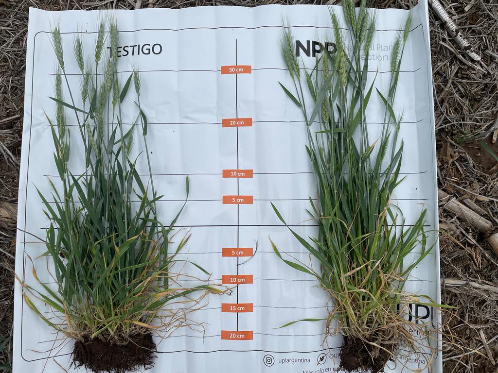UPLArgentina's tweet photo. ✅ Trigos que crecen de la mano de las #BiosolucionesUPL by NPP (Natural Plant Protection) 🌾

🗣️ Un productor de Integral Agro en Charata (Chaco) nos comparte el estado de su cultivo depués de haberlo tratado en Z3.2 con 1,5 l/ha de nuestro bioestimulante foliar #BiotronPlus. 

Como ven, se observó mayor uniformidad en la floración y mejor tamaño de espiga, gracias a haber pasado con menos estrés las etapas críticas 👌