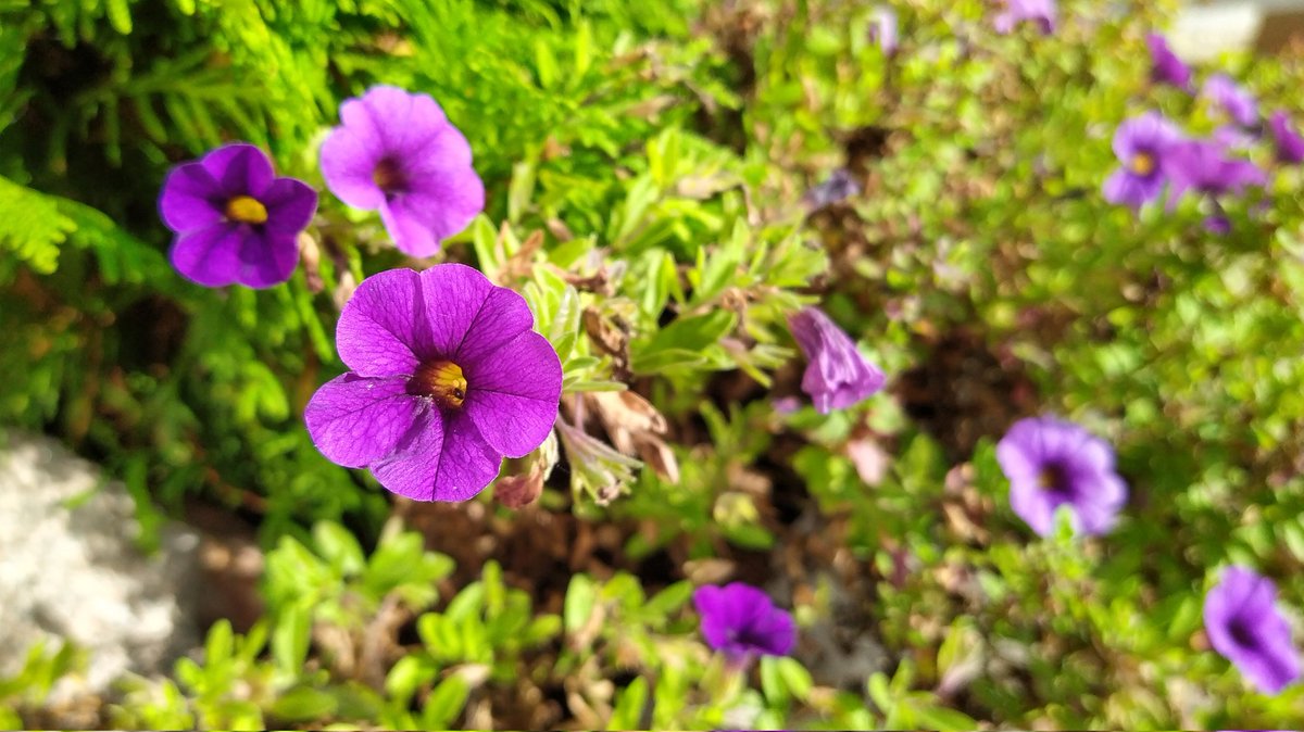 wormholist's tweet photo. @KajKunnas @SipiKoo @SirpaSelanne @spietikainen @sirpa_paatero @SirpaKemppaine5 @SiruKauppinen @SirpaThessler @SirpaLe_R @koordHumTdk Kiitos onnitteluista! Tästä vielä nimpparikukat kaikille kaimoille ja tietysti Kaitsulle myös 😍 https://t.co/1DxjcTIll2