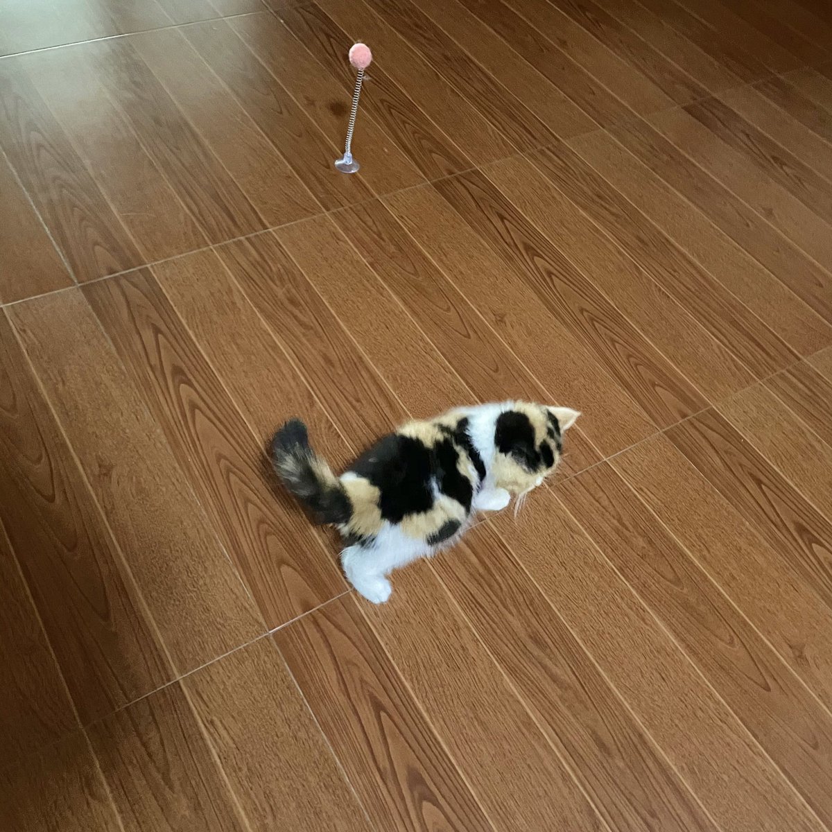 พรีเดบิ้ว สมัยพุงอิ่มนม