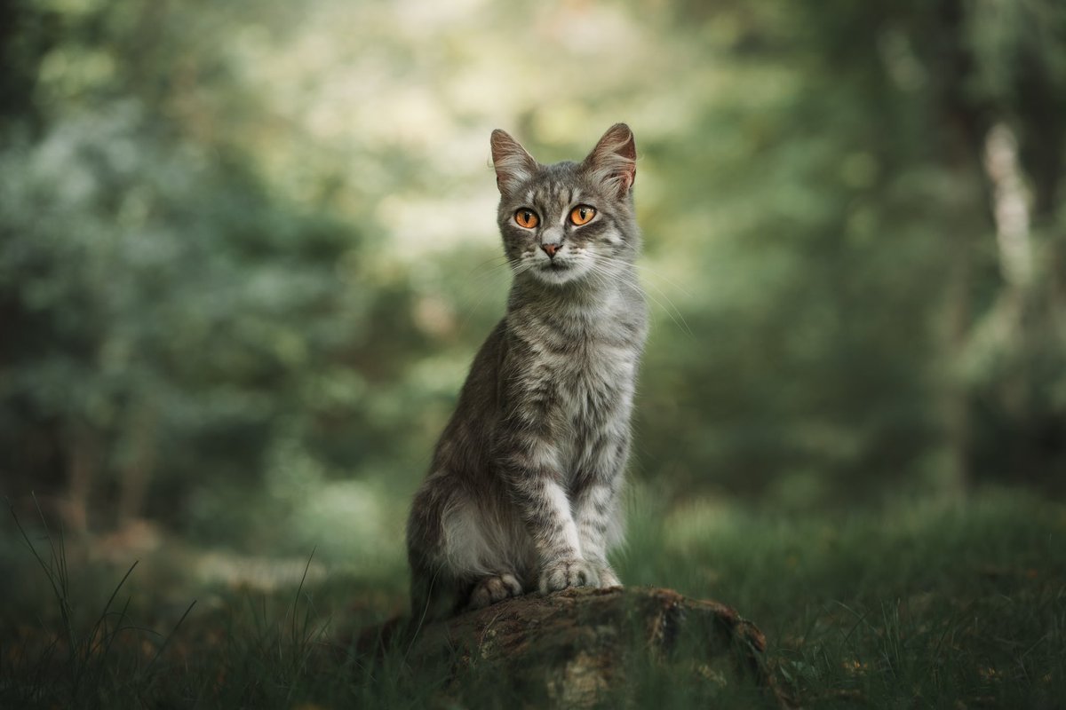 lord of the cats tweet media