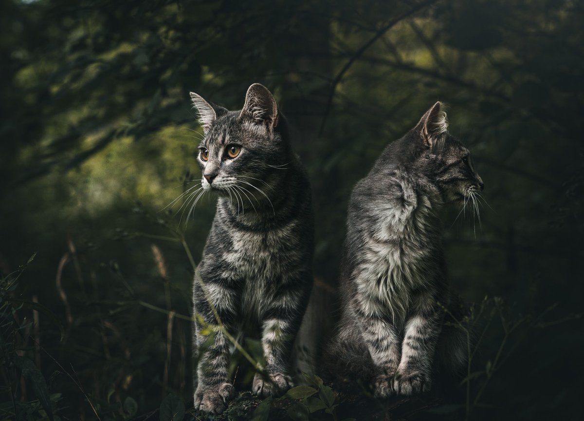 lord of the cats tweet media