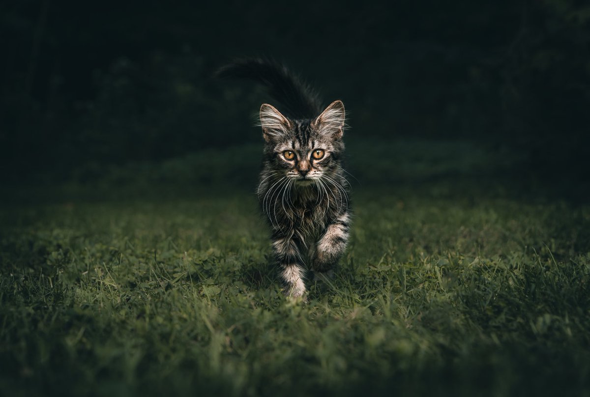 lord of the cats tweet media