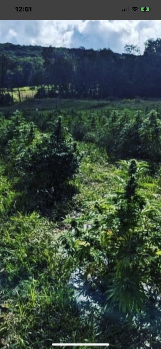 Bob Natural tweet media