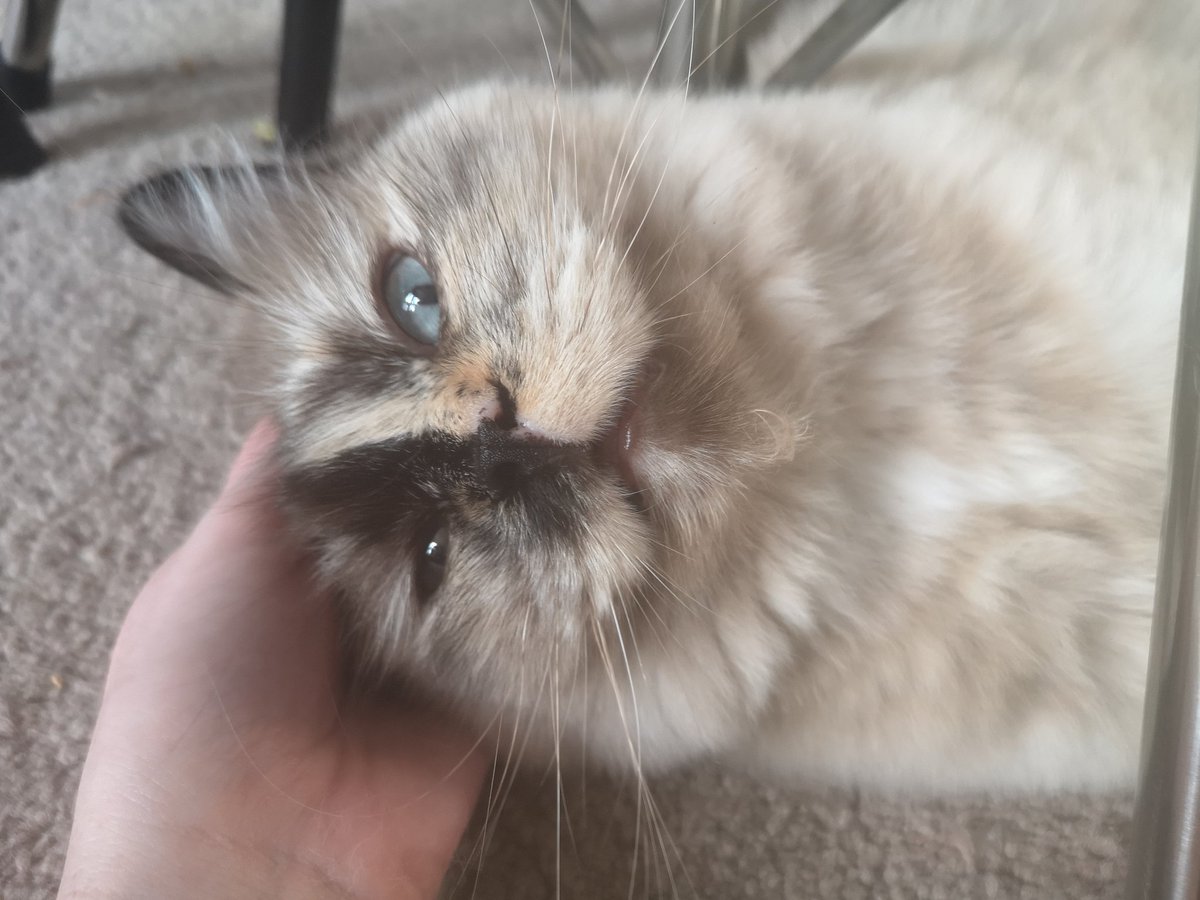 frantasia_'s tweet photo. Pet the Gigi https://t.co/BczYPeax7Y