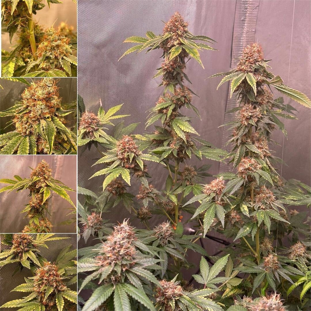BombSeeds's tweet photo. Monkey Bomb 🐒💣

📸 Flush day 8 | 🌸 Flowering time: 8 weeks

👨‍🌾👩‍🌾 the_green_team_2020
🌱🚿 Biobizz soil mix and organic nutes

#bombseeds #monkeybomb #dropseedsnotbombs #cannabiscommunity #growyourown https://t.co/00qFR4onEp
