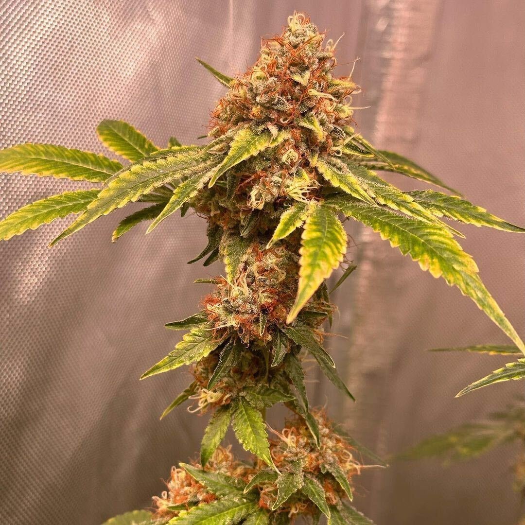 Monkey Bomb 🐒💣

📸 Flush day 8 | 🌸 Flowering time: 8 weeks

👨‍🌾👩‍🌾 the_green_team_2020
🌱🚿 Biobizz soil mix and organic nutes

#bombseeds #monkeybomb #dropseedsnotbombs #cannabiscommunity #growyourown