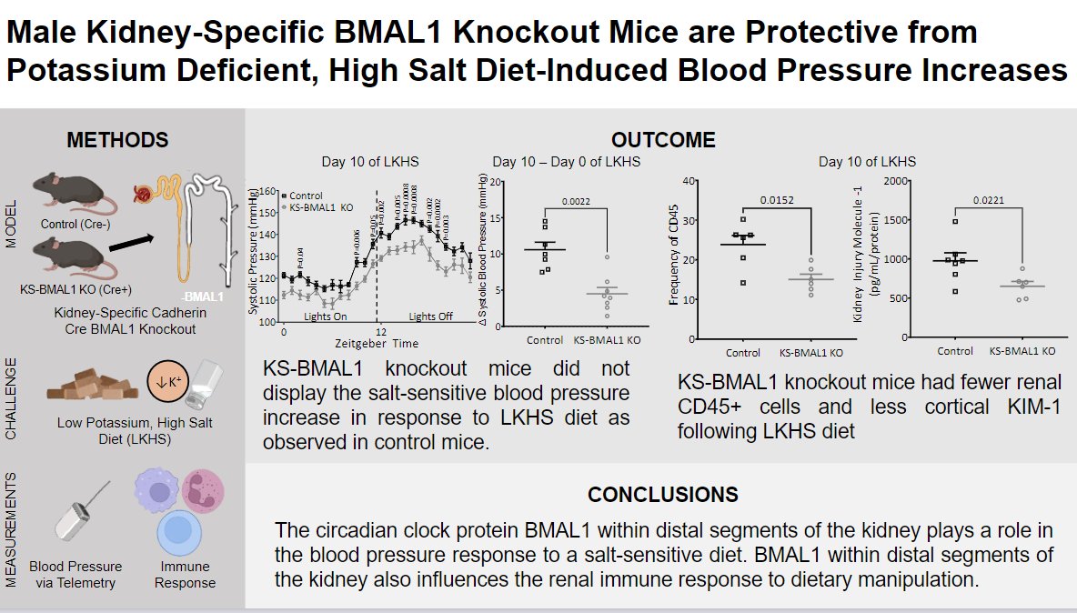 Male kidney-specific BMAL1 knockout mice are protected from Potassium-deficient, high salt diet-induced #bloodpressure increases (Crislip et al.) -- new in @AJPRenal! ow.ly/w9uk50PM2cz @hannahmcostello @Alex_Juffre @DoumaPhD @MLGumz @UFMedicine #CircadianRhythm #Clock