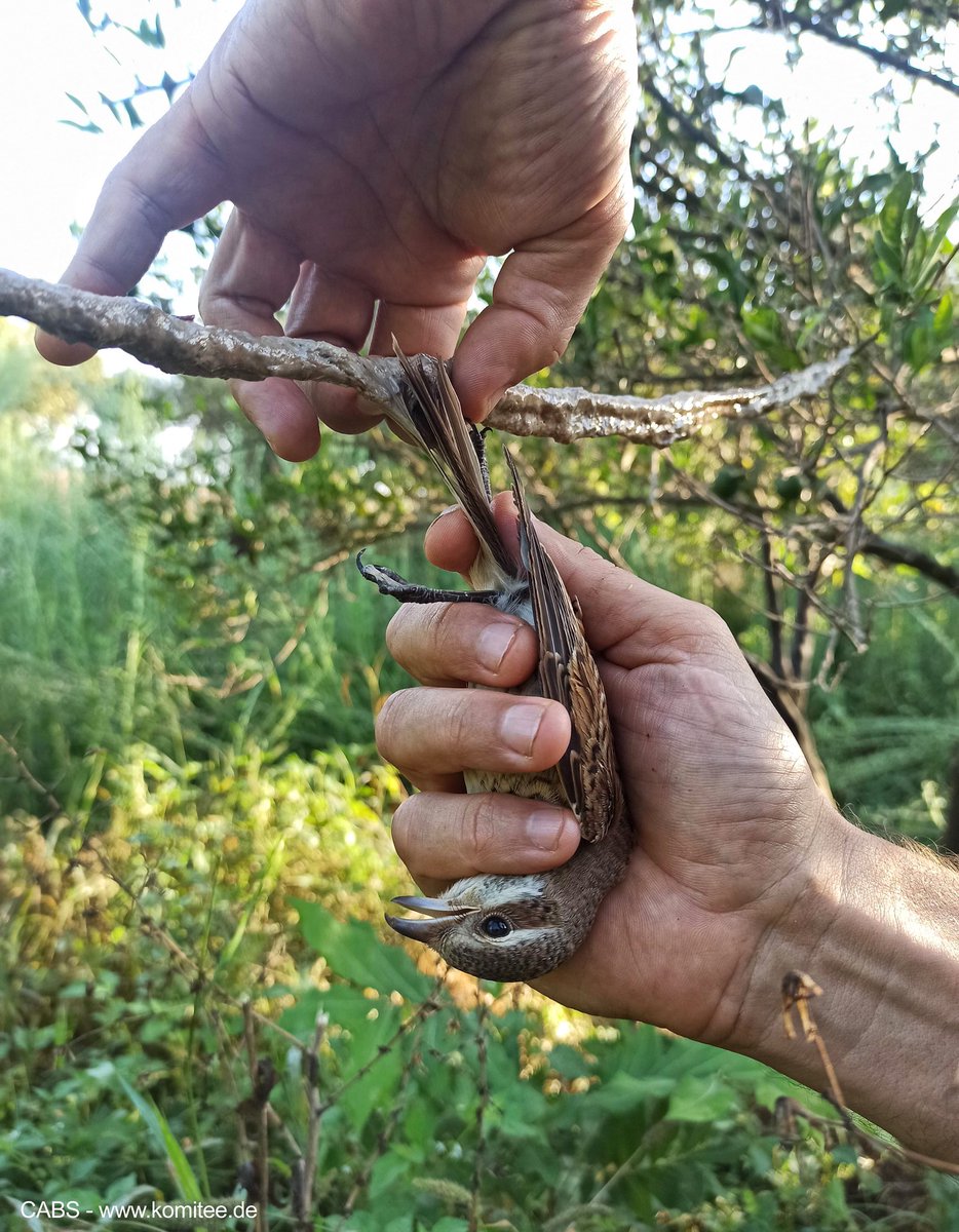 ⚠️ In just the first full week of our bird protection camp in Cyprus our teams have found and shut down 12 active trapping sites with limesticks. 

5 poachers prosecuted, 142 limesticks seized &amp; 17 birds released unharmed inc this beautiful young red-backed shrike!