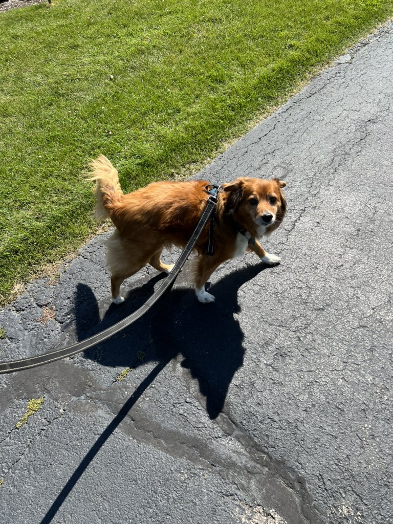 mara_calv's tweet photo. @brianne2k Me and this very precious boy are at the park and will be popping in and out today! Every day is #pupchat for us! #popchat https://t.co/PKEUBnMFYY