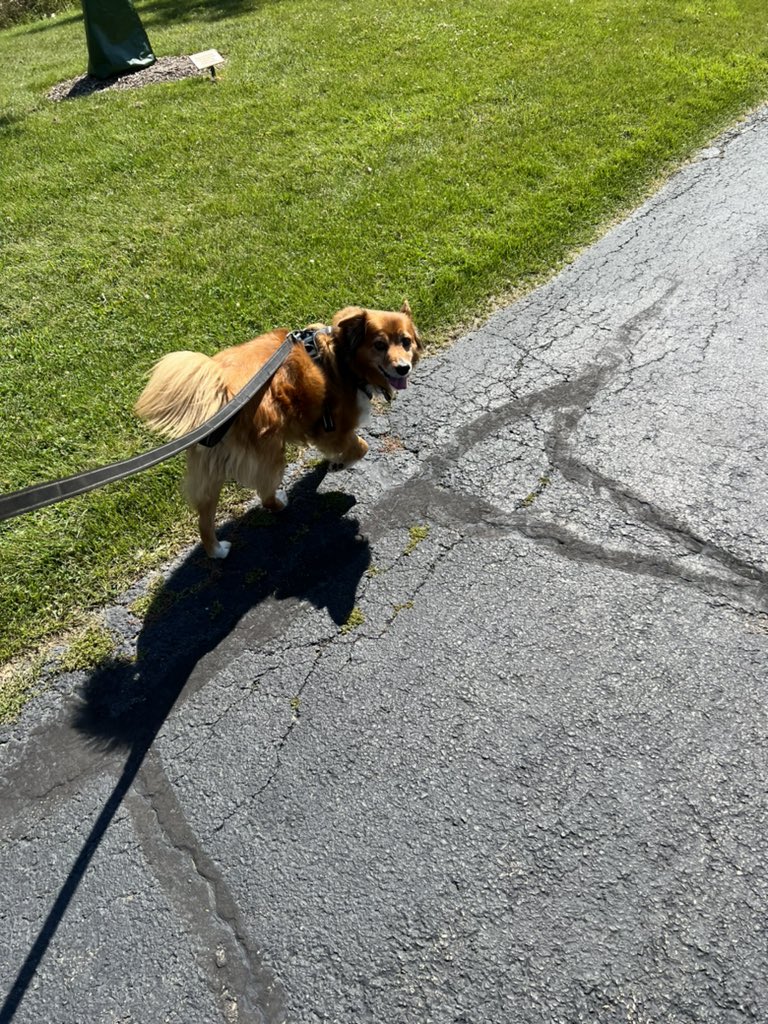 mara_calv's tweet photo. @brianne2k Me and this very precious boy are at the park and will be popping in and out today! Every day is #pupchat for us! #popchat https://t.co/PKEUBnMFYY