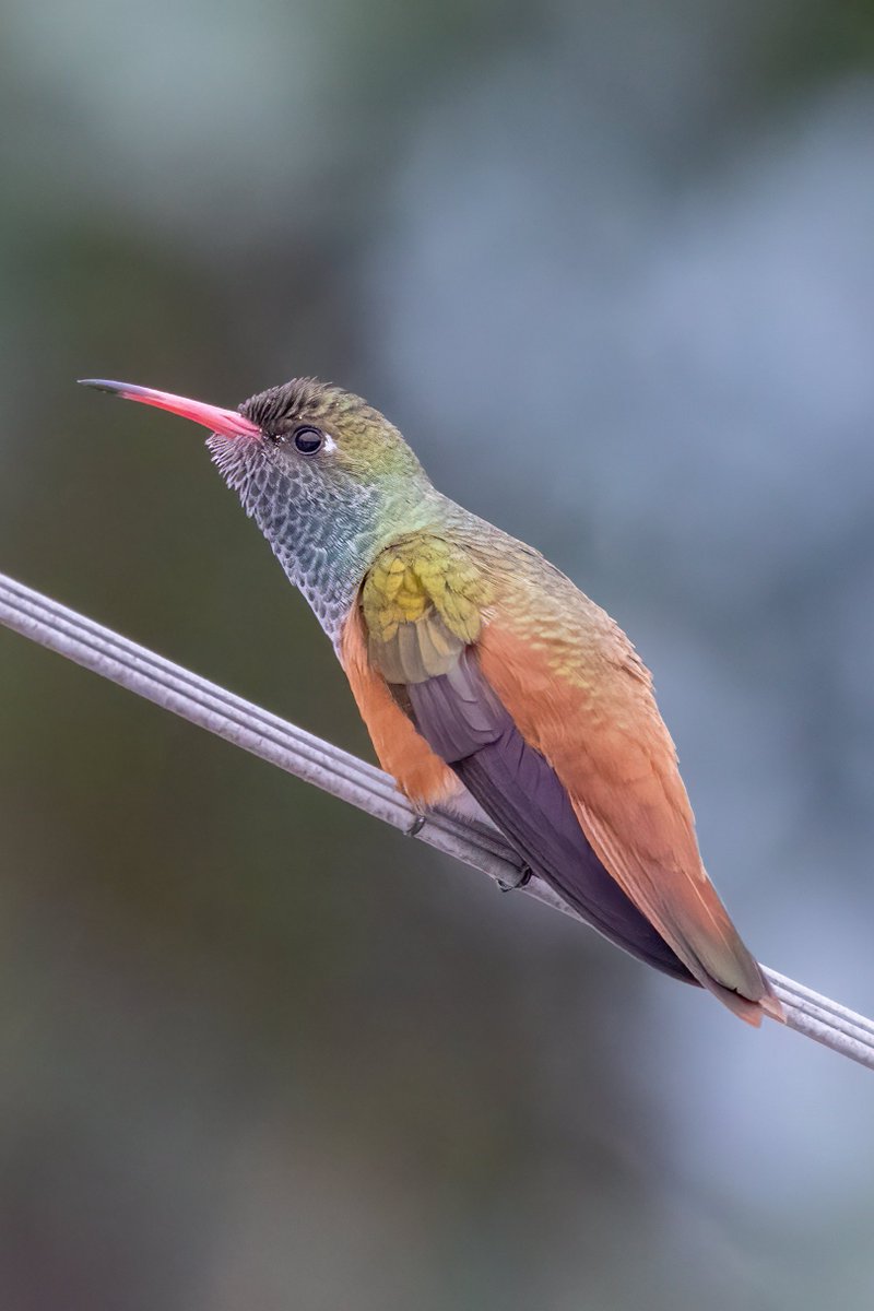 matttrevillion1's tweet photo. Amazilia Hummingbird #lima #birdphotography #BirdsOfTwitter #birdwatching #BBCWildlifePOTD #nature #NaturePhotography #wildlifephotography #wildlife #TwitterNatureCommunity #twitterbirds #BirdTwitter #naturelovers #birds #hummingbird #BirdsSeenIn2023 #BirdsOfTwitter #Peru https://t.co/SWIafdl65O