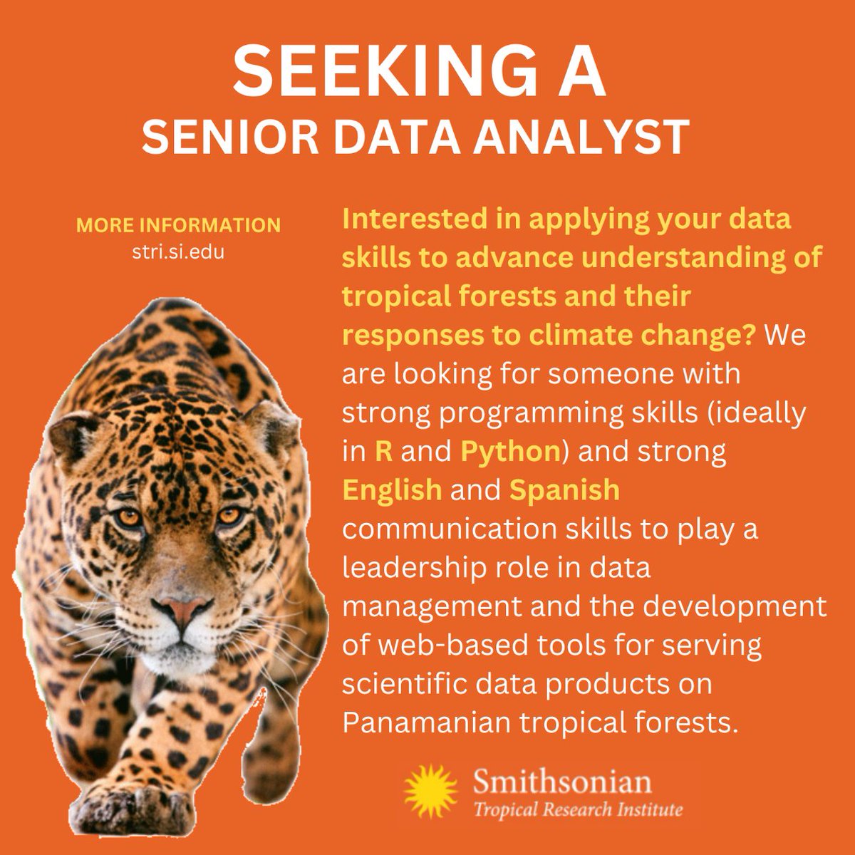 STRI has seed money for a tropical data center and is recruiting for its first hire. Interested candidates should apply through this link: stri-sites.si.edu/recruiter/user… Review of applications starts Sept 28. This is a local (Panama) hire.