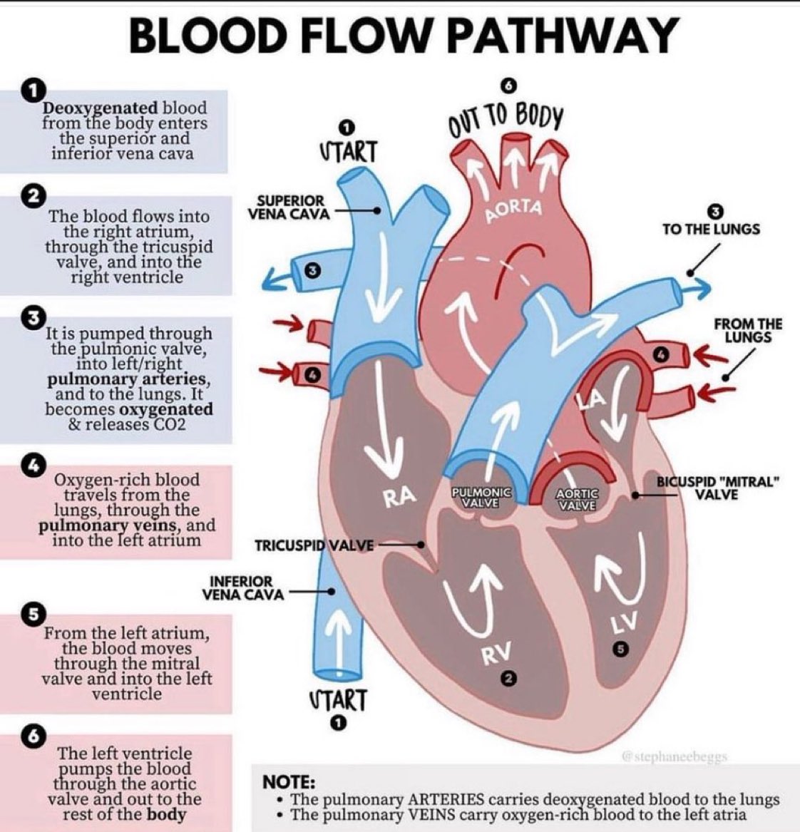 DrPharmDMDTh's tweet photo. BLOOD FLOW PATHWAY https://t.co/3B8v9nPlIN