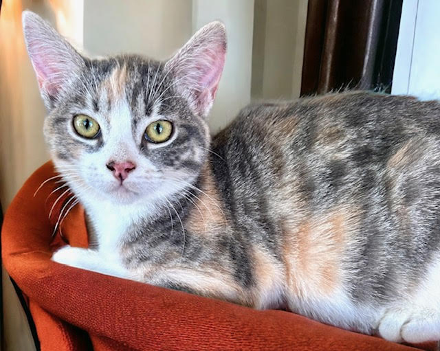 Meet Katherine , 5 mo #Calico/#Tabby with. She is very friendly and sweet. She loves both humans and other #Cats. Contact us to meet her: catconnection@sbcglobal.net  Adoptions by appointment only. #CatsOfTwitter #AdoptDontShop
