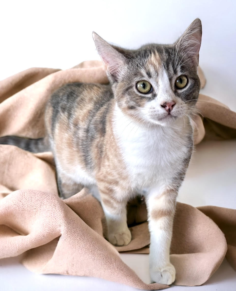 CatConnectionLA's tweet photo. Meet Katherine , 5 mo #Calico/#Tabby with. She is very friendly and sweet. She loves both humans and other #Cats. Contact us to meet her: catconnection@sbcglobal.net  Adoptions by appointment only. #CatsOfTwitter #AdoptDontShop https://t.co/smpPSUI8Q1