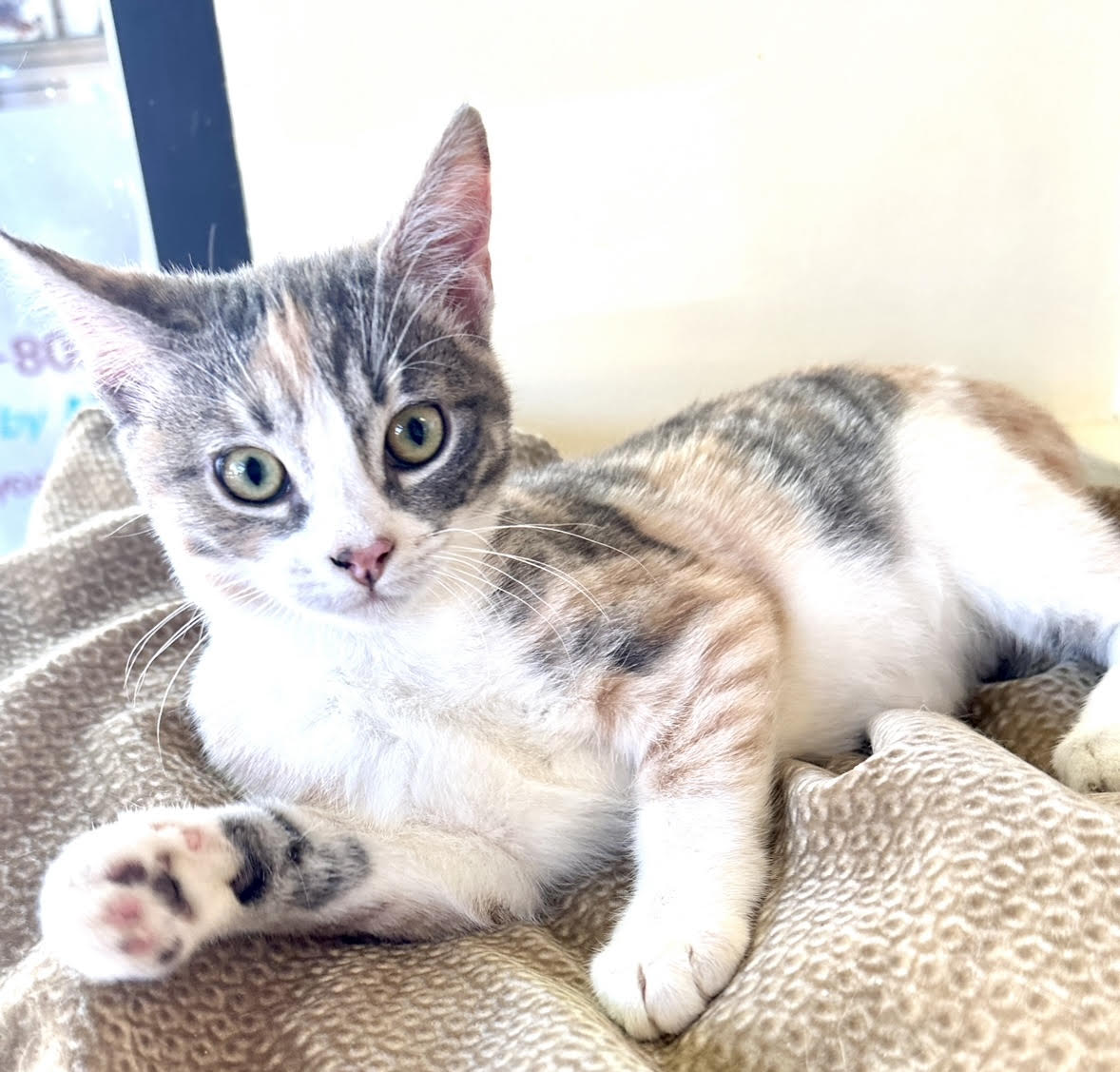CatConnectionLA's tweet photo. Meet Katherine , 5 mo #Calico/#Tabby with. She is very friendly and sweet. She loves both humans and other #Cats. Contact us to meet her: catconnection@sbcglobal.net  Adoptions by appointment only. #CatsOfTwitter #AdoptDontShop https://t.co/smpPSUI8Q1