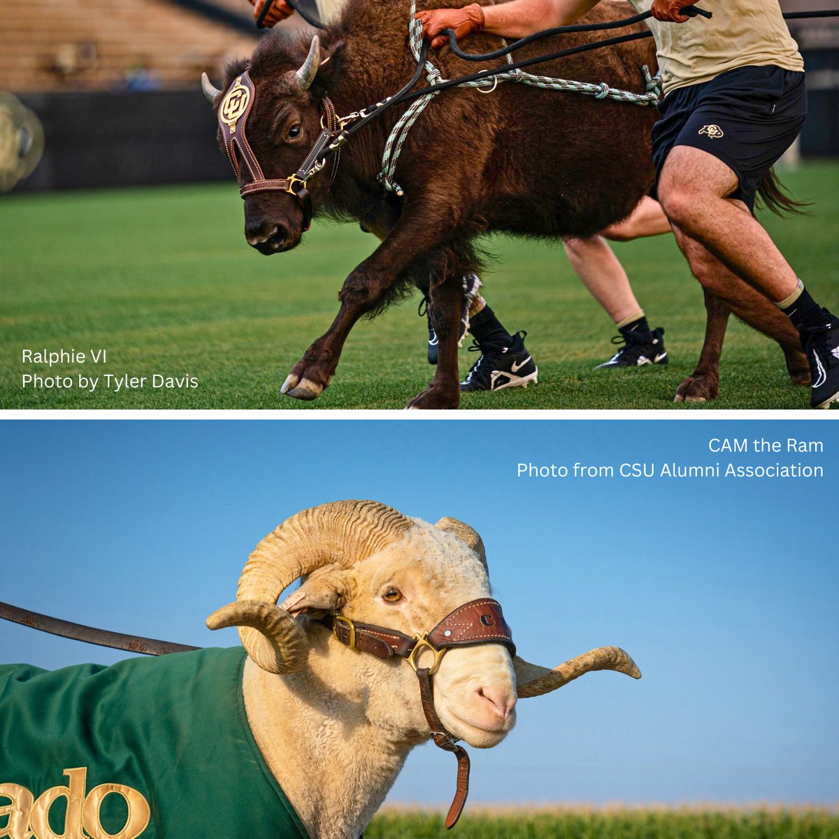 Our state is excited to watch the most talked about game of the week, <a href="/CUBoulder/">CU Boulder 🦬</a>  vs. <a href="/ColoradoStateU/">Colorado State University</a>, battling it out at the Rocky Mountain Showdown in Boulder!

Let me know who you are rooting for in the comments below!