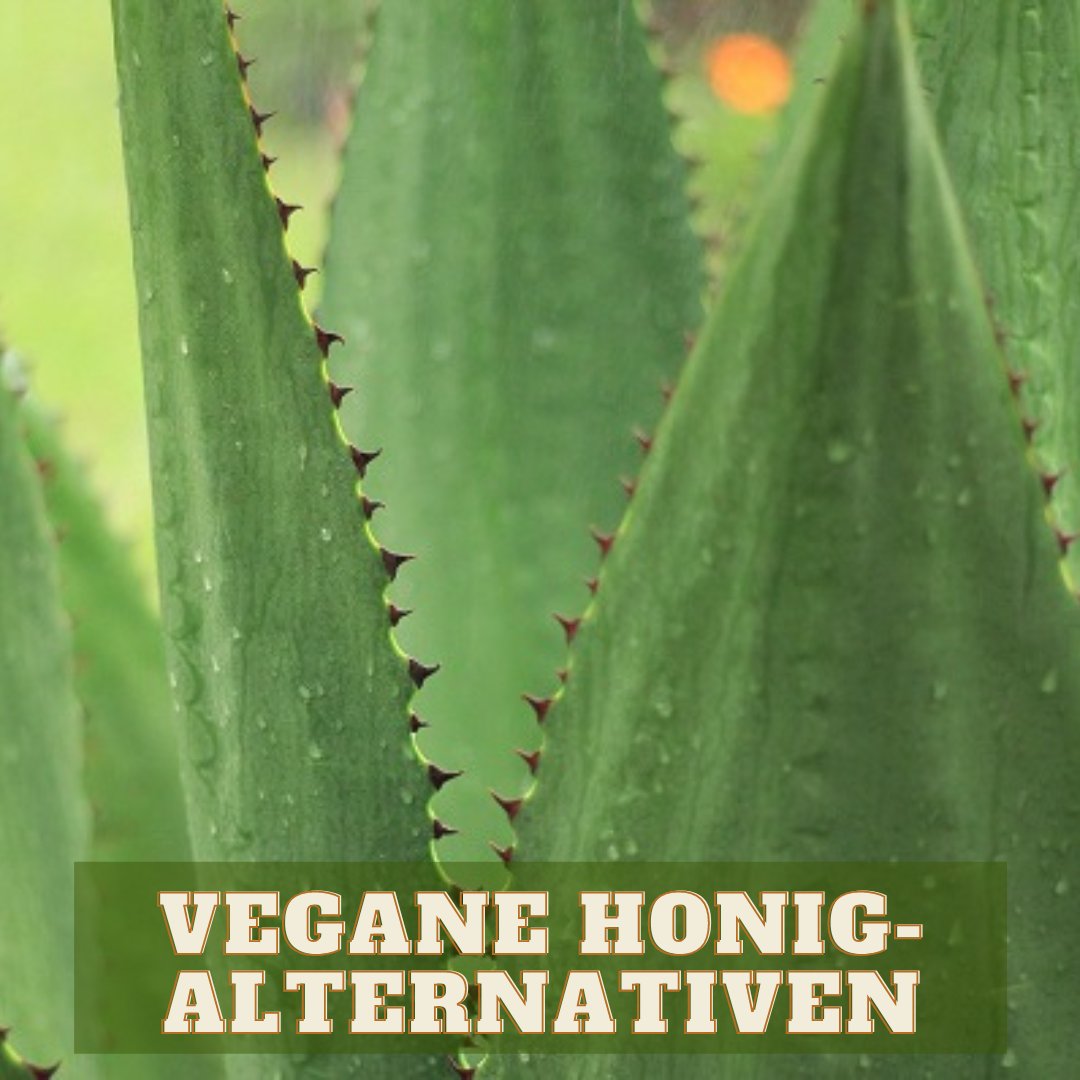 V_Underbar's tweet photo. Honig ist als Süßungsmittel seit Ewigkeiten überall  bekannt und beliebt. Das größte Problem für die vegane Community ist natürlich, dass Honig nicht vegan ist.

Alternativen zeige ich hier: https://t.co/HSkA6Orvf2

#vegan #veganealternative #veganismus #veggie #veggielife #honey https://t.co/0qyGPFuRsU