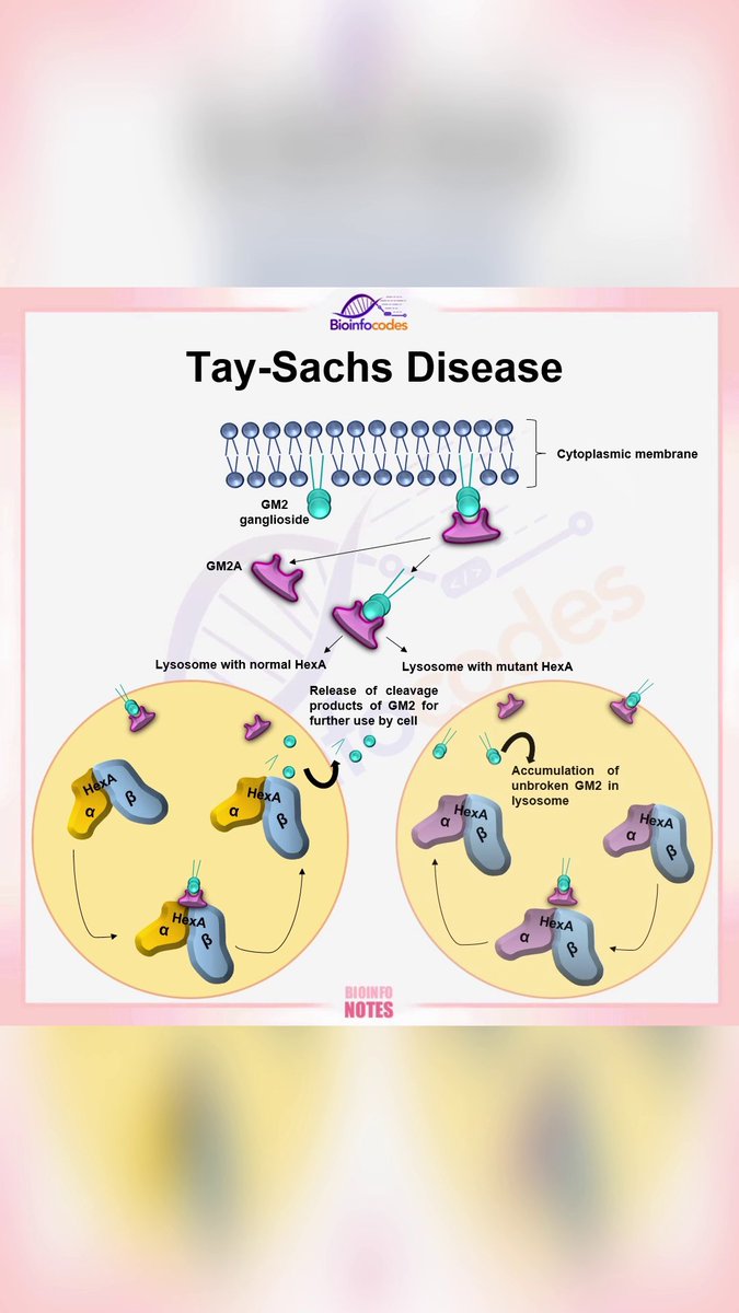 Bioinfocodes YouTube channel has shared a Shorts content about Tay-Sachs Disease!

Link:  youtube.com/shorts/NF1ux0X…

#TaySachs #GeneticDisease #ChildHealth #RareDisease #DiseaseAwareness #TaySachsAwareness #HealthAwareness #GeneticDisorders #Pediatrics #Parenting #DiseaseStory…