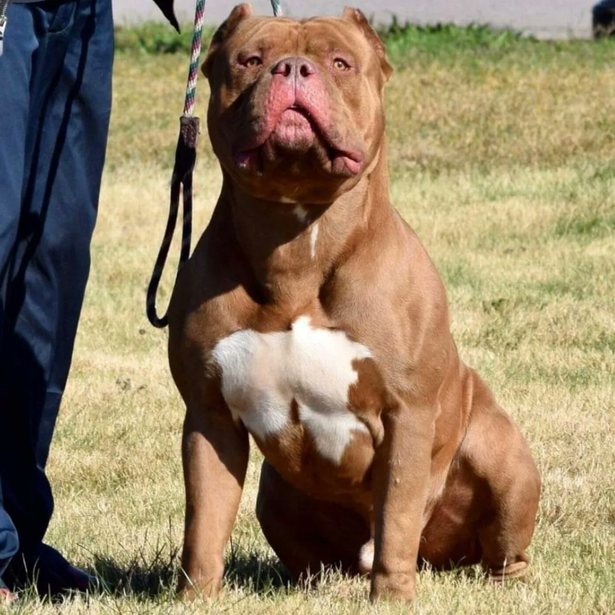 chimericide's tweet photo. Britain is banning this dog breed because it's too dangerous.  

But what about women's innate "breeding program" where they select for height, muscle and dark triad traits?  

Without enforced monogamy, men will end up as eternally warring orcs. https://t.co/dDkAa92nGq