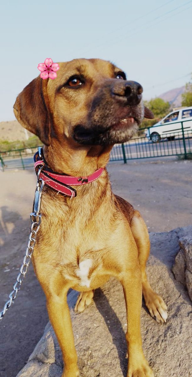 fundacionikigai's tweet photo. BUSCA HOGAR 🚨
Naya busca hogar hogar lleva mucho tiempo esperando una familia que la quiera, también rescatada del campamento de Colina. 
Adopta a esta hermosa ❤️
Contacto +56987446146 https://t.co/k5PyOJtSL1