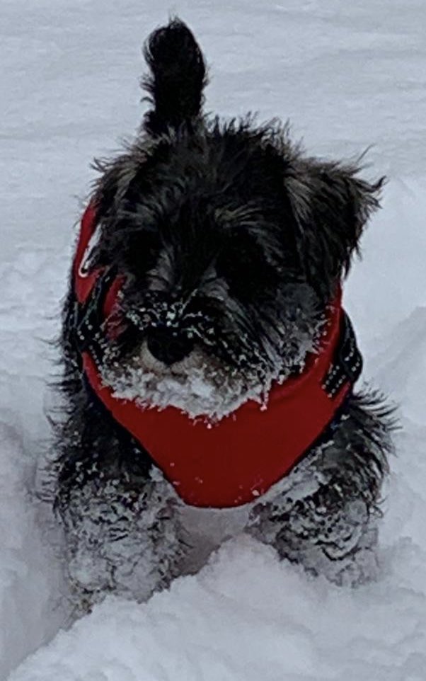 Murphy28947792's tweet photo. @LucytheMops https://t.co/hItc2IBckb