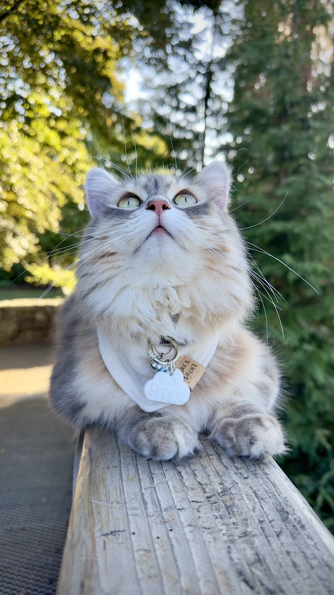 freyja_siberian's tweet photo. Feeling neutral today. What should I do?
秋はニュートラルカラー一択にゃ🍂🤎🤍
#ニュートラルカラー #ペールカラー #サイベリアン #サイベリアンフォレストキャット #秋の気配 #猫好きさんと繋がりたい #CatsOfX #Autumnvibes #neutralcolour #siberiancat #adventurecat #TGIF #fridaymorning https://t.co/agSwpWXYoF