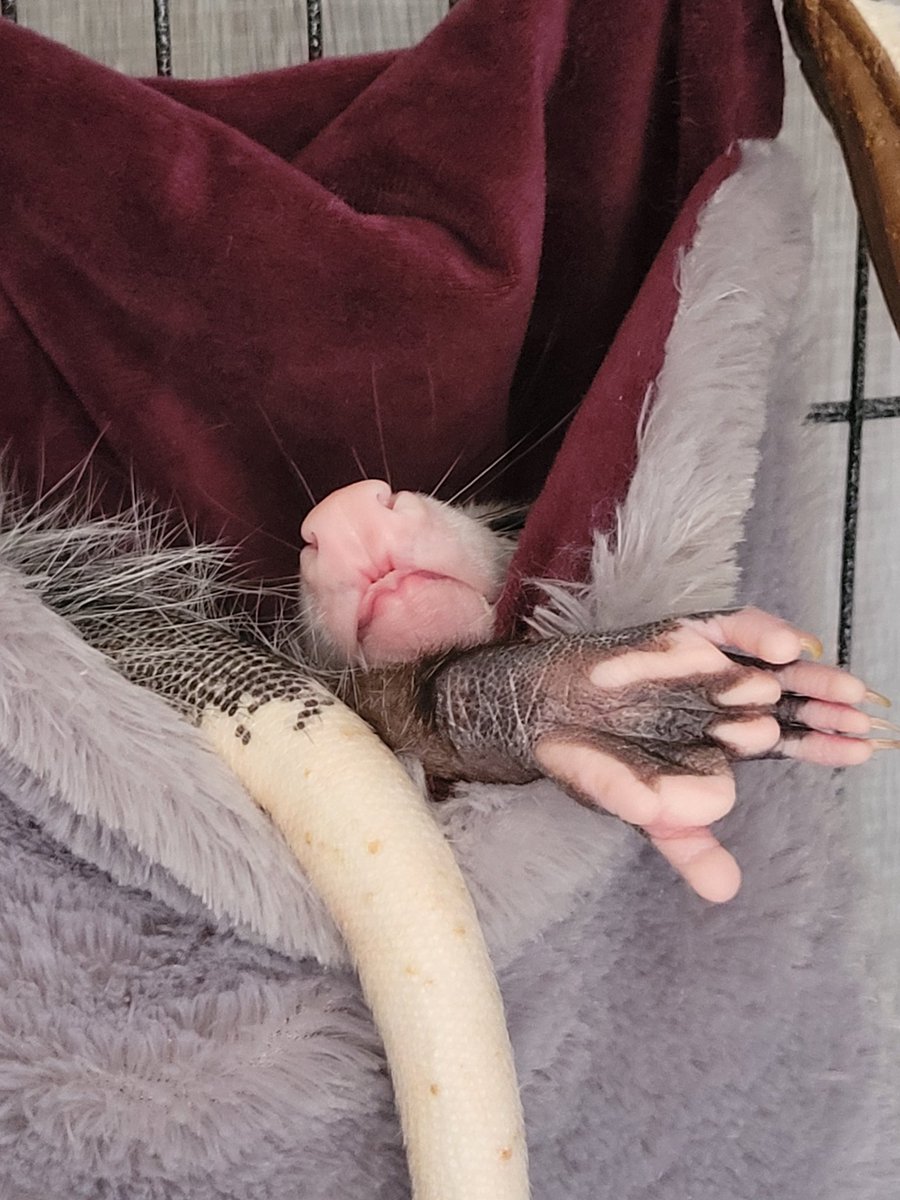 MiaandEpsom's tweet image. Lucian getting that good sleep #possumcrew #twitch #streamerpets #possums #chaos #community