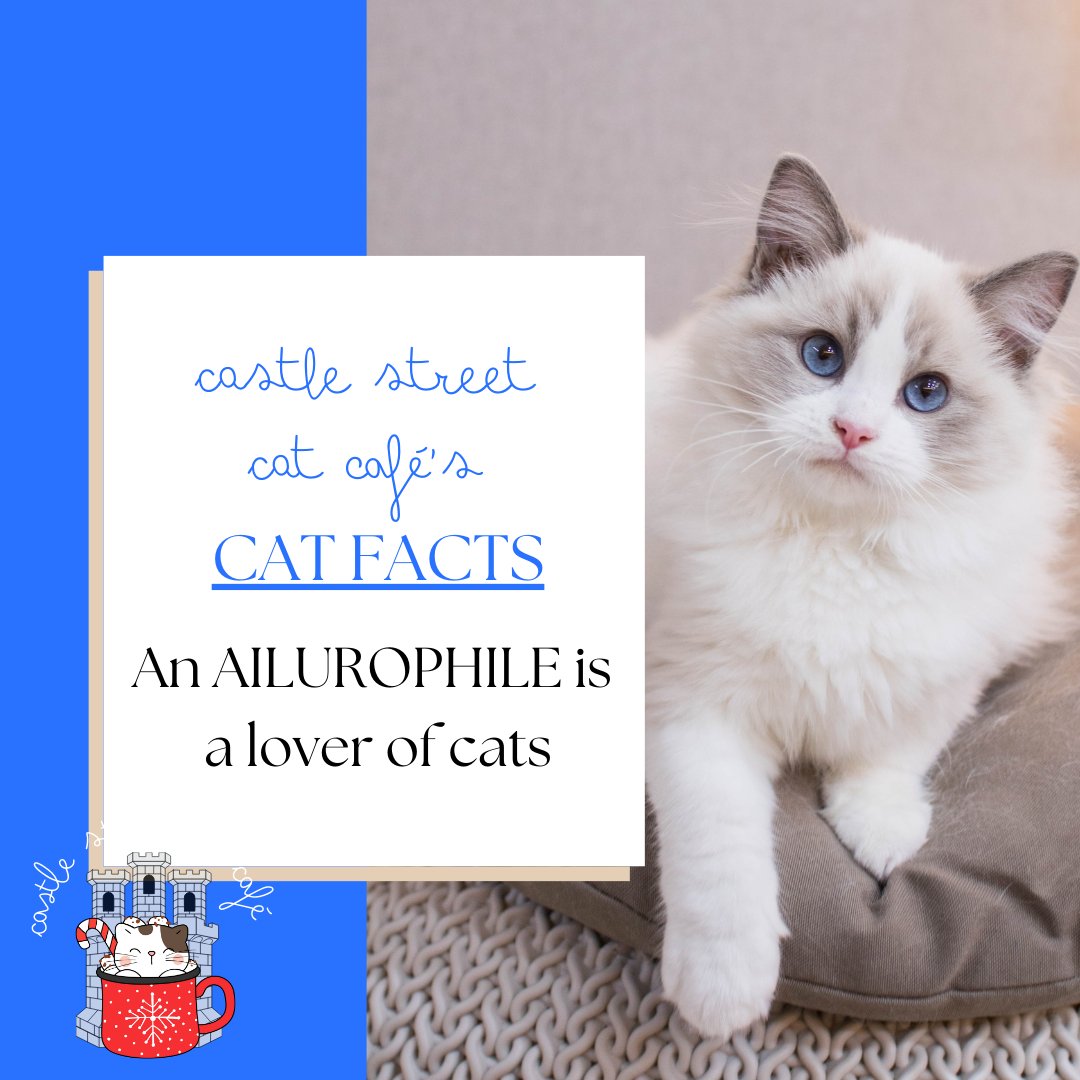 🐱 CAT FACT #1 🐱 To celebrate the publication of #ChristmasAtTheCatCafé by @JessicaRedland, we'll be sharing some fascinating facts about cats for the next few days! Keep your eyes peeled for more feline facts! 🐈 Ailurophiles, get your copy here! 💫 mybook.to/catcafesocial