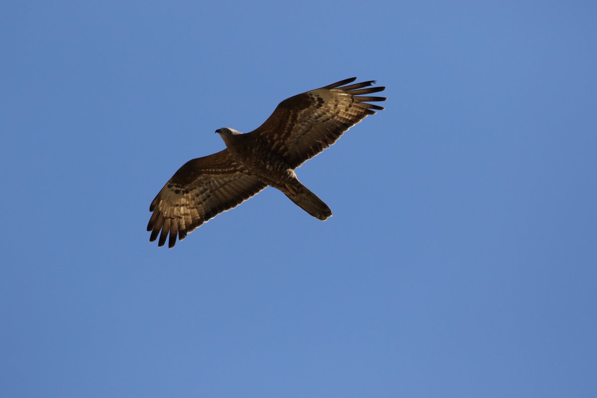 Black Kite and Honey Buzzard this morning, at Evretou Dam Cyprus!