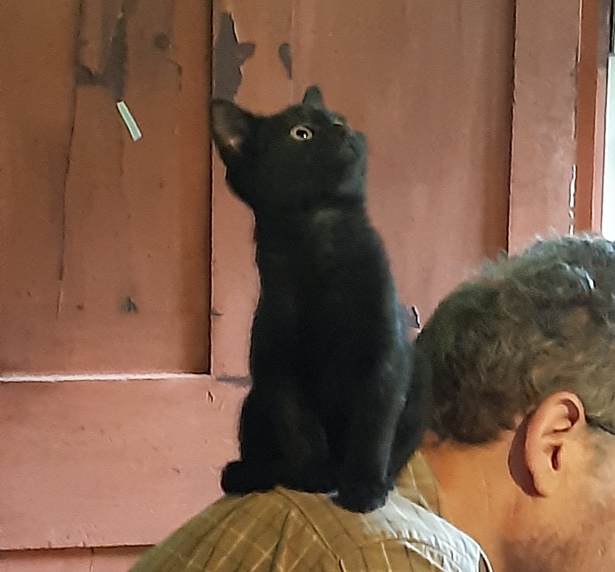 @scratchfinearts Cute! Here is Ozzy in his youth doing a shoulder perch.