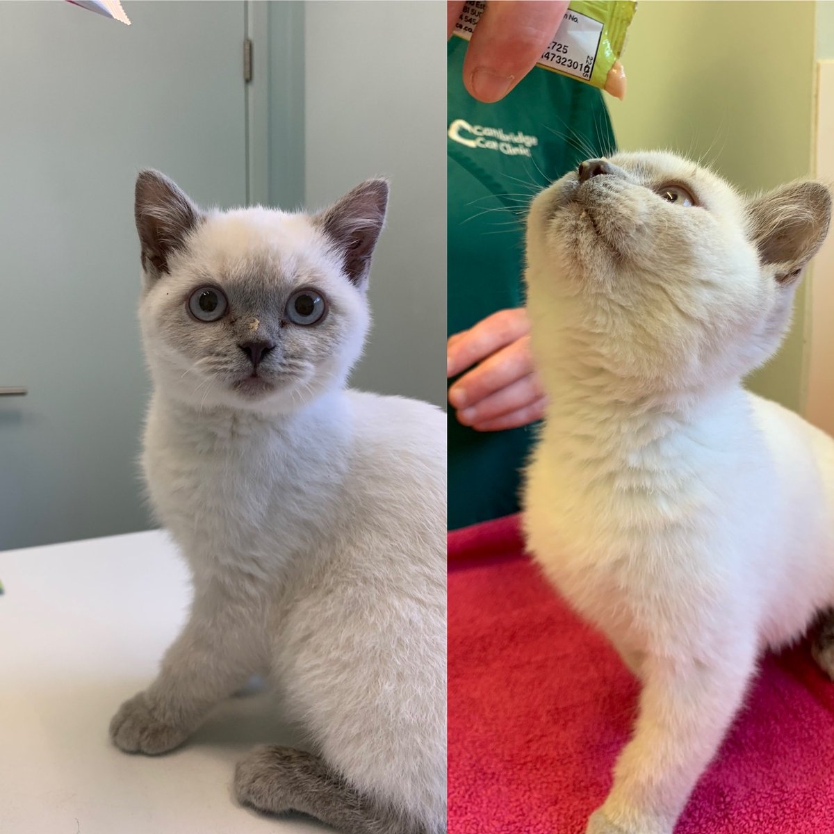 mini_wright's tweet image. Furrball was so brave today for his kitten check and vaccination. Isn’t he adorable 😻😻😻 #cats #fridayfeline