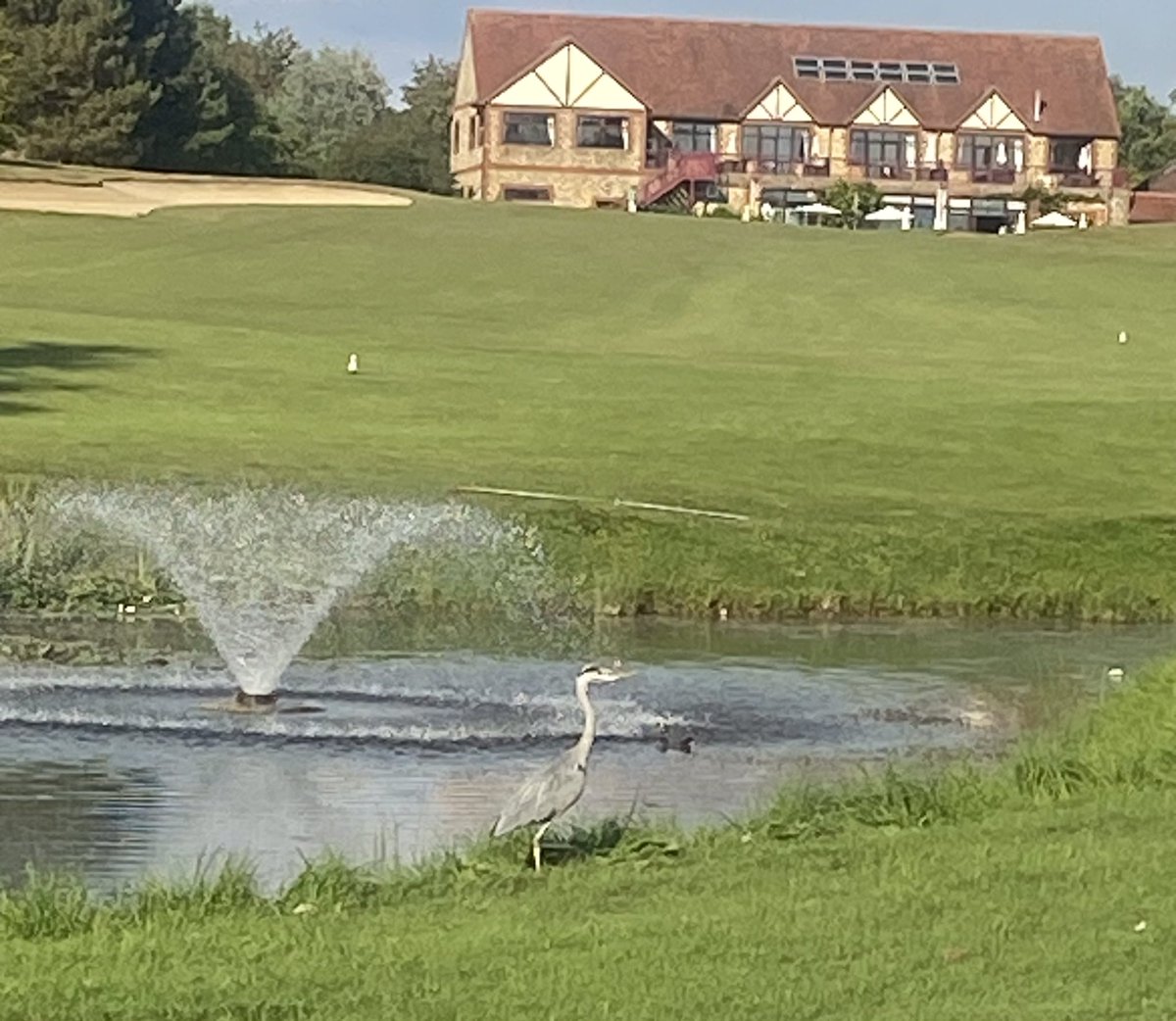 Henry the heron watching out over the wonderful 18 hole at @WragBarn golf club.