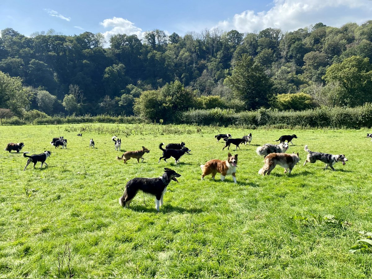 Some of our dogs enjoying their playtime.

#FridayFeelings #Chilled #Scenery #HappyDogs