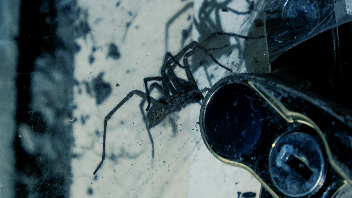 DeviantDiscover's tweet image. youtu.be/eu2iN1bEFEQ?si…
Anyone else seen their first #gianthousespider this year yet. Definitely find them in #abandonedbuildings like this one! 
Video link above, please subscribe to our YouTube channel 💀