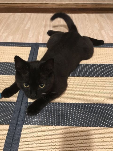 Black cats are not bad luck tweet media