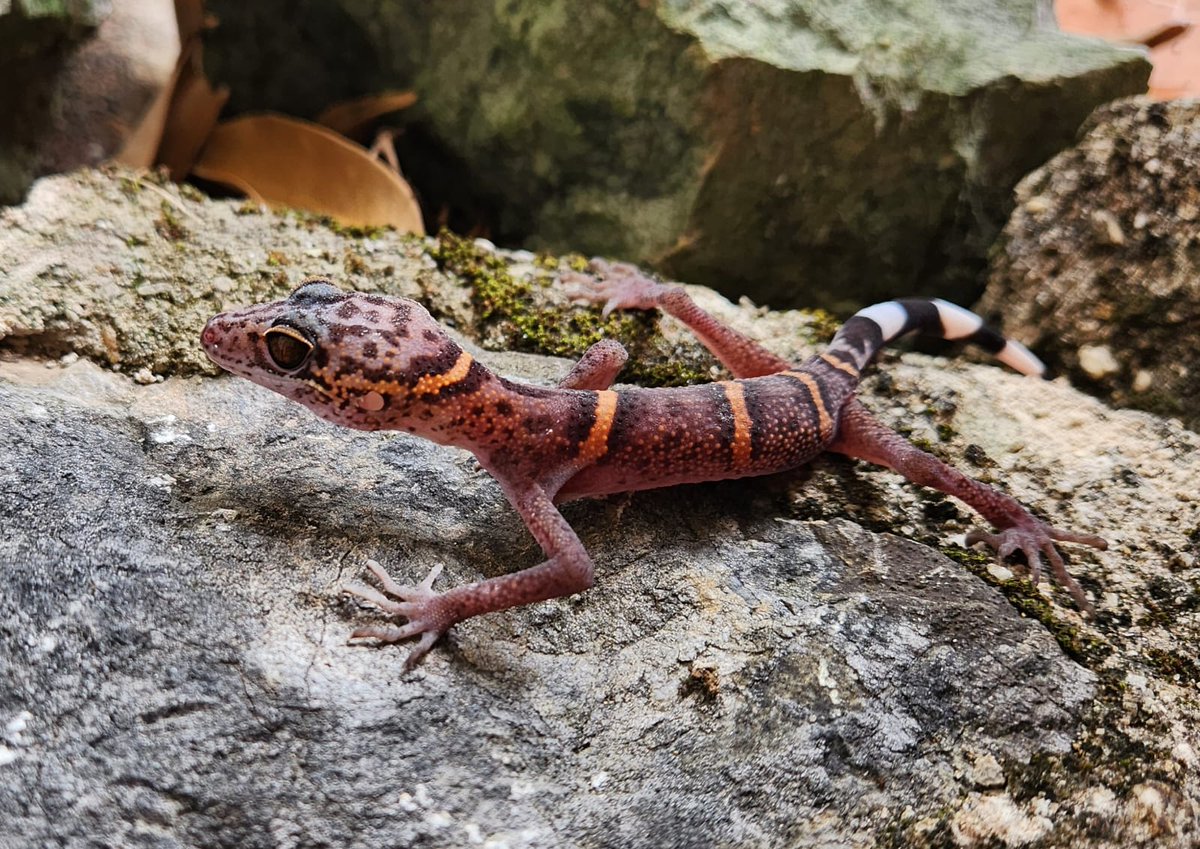 J_Grismer's tweet photo. La Sierra and the Cologne Zoo team up on conservation breeding programs for endangered Vietnamese tiger geckos. See attached post and this link 
https://t.co/fH2hxXzmxq tiger-gecko-ark-program/ 

@lasierranews @waza

#oneplanapproach #endangeredspecies #conservationzoo #EAZA2023 https://t.co/6i3qAi1ZxA