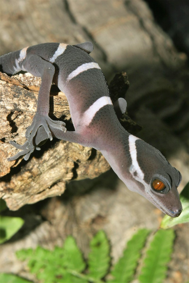 J_Grismer's tweet photo. La Sierra and the Cologne Zoo team up on conservation breeding programs for endangered Vietnamese tiger geckos. See attached post and this link 
https://t.co/fH2hxXzmxq tiger-gecko-ark-program/ 

@lasierranews @waza

#oneplanapproach #endangeredspecies #conservationzoo #EAZA2023 https://t.co/6i3qAi1ZxA