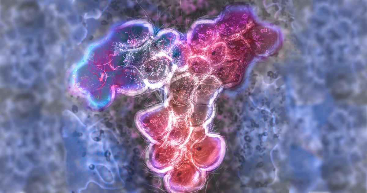The Innovative Research lab pulled together an explainer on one of our recently popular monoclonal antibodies, MA-1H10. Check it out to learn more about this potential research tool. 

innov-research.com/blogs/product-…