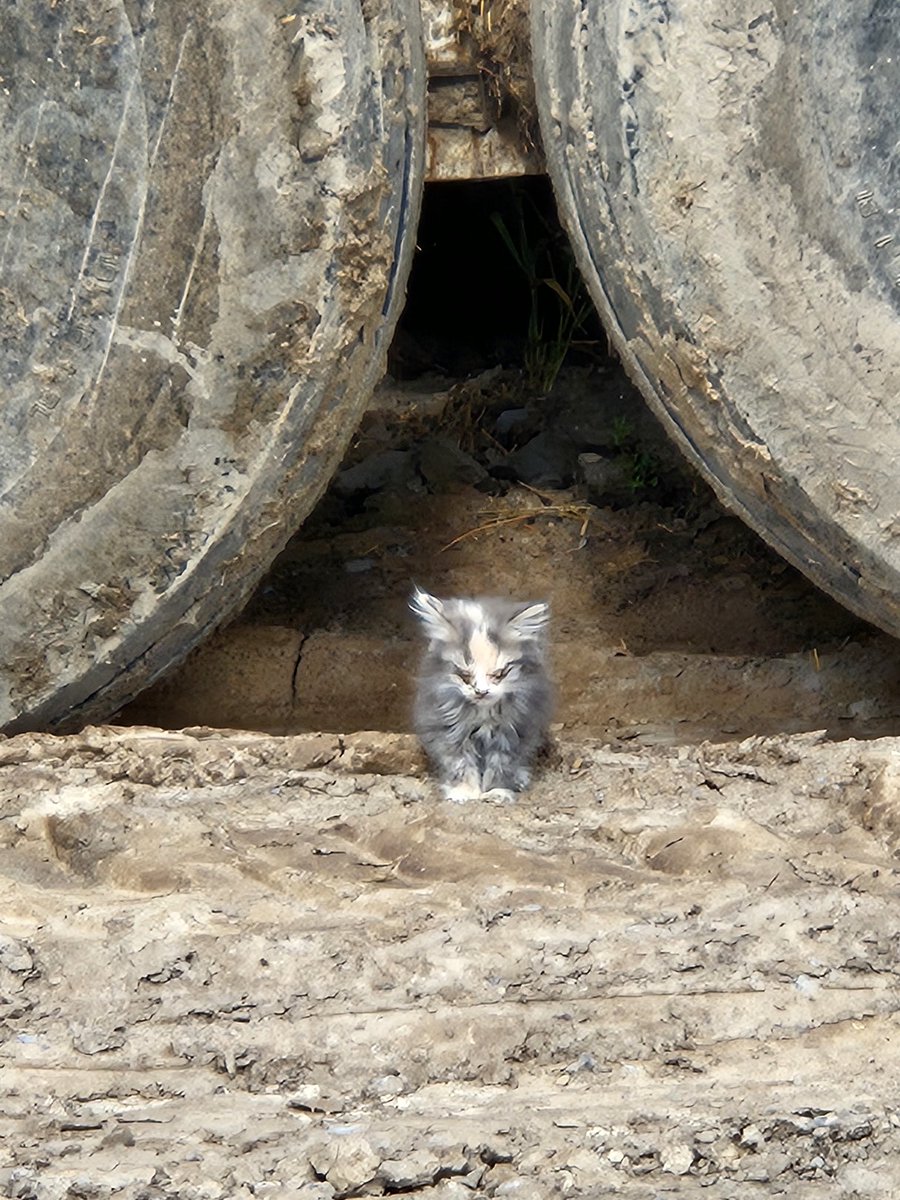 Me and a barn kitten hanging out by the lagoon blasting The Litanies of Satan