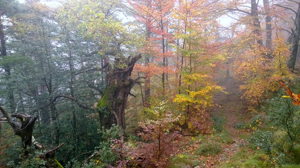 jm_mallarach's tweet photo. 9) Es falsa l’afirmació que «els boscos no gestionats no permeten un desenvolupament adequat dels arbres i són susceptibles de patir grans incendis». És una generalització abusiva, que ignora la diversitat de boscos del país. La realitat és ben diferent ⤵️ https://t.co/PAElcy9oh0