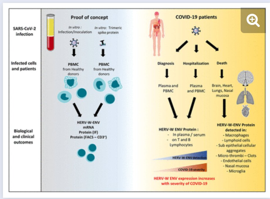 mallorn81's tweet photo. @ClausErnst ich habe dazu bereits ein Paper über das Auftreten der Autoimmunerkrankung MS #Multiplesklerose durch Endogene Retroviren (ERV) gelesen. MS resultiert dabei als ungewollte #Genexpression des Envelope Proteins (HERV-W), getriggert v. einer vorhergegangenen SARS-CoV-2 Infektion. 😳 https://t.co/XBIXq3PtW3