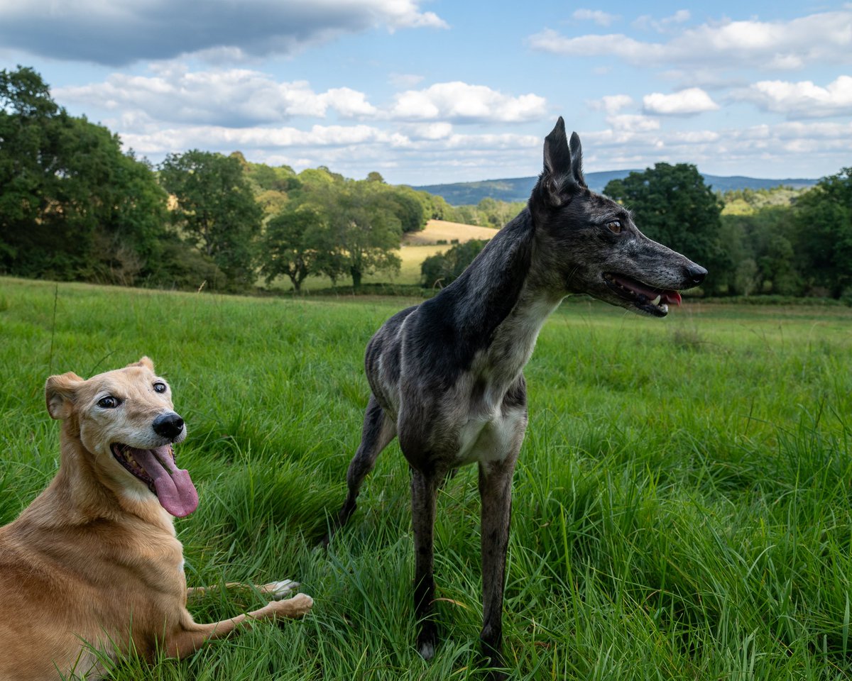 #doggingin #gamekeeping #lurcher #merle #pheasanthunting