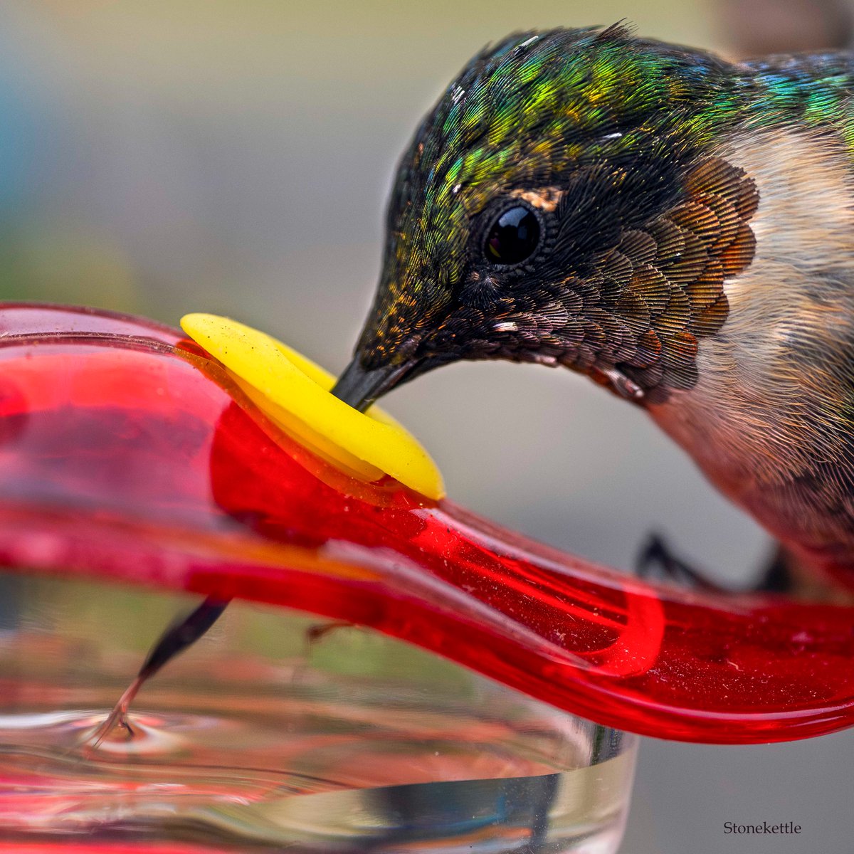 A few days ago on my Instagram, I mentioned how hummingbird tongues are split on the end like a fork and coated in little reversible hairs called lamellae, used to scoop up nectar. The tongue flicks in and out 12-15x per second. Here's a shot of that in action.