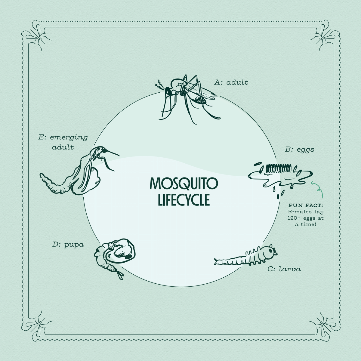 Are you a Raleigh, NC local looking for Saturday plans? Come see us at BugFest at the <a href="/NaturalSciences/">NC Museum of Natural Sciences</a> AKA the biggest, buggiest event of the year! Here's a sneak peek of what to expect at our booth.