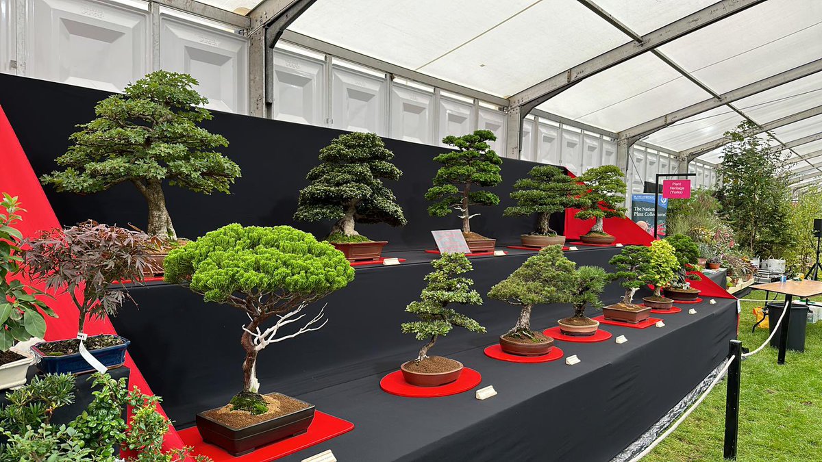 The first day of the Harrogate Autumn Flower Show today and the last exhibition for usthis year. 
Delighted to have scooped the ‘Premier Gold Award’ for our display of show-stopper bonsai trees. 
If you are visiting the show, stop by our stand and take a look.

#PremierGoldAward