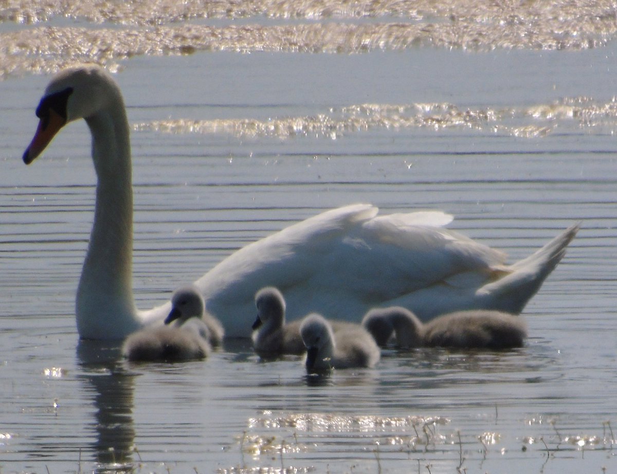 Family outing for the mother #swan and #cygnets  
@Natures_Voice @RSPBAireValley 
#RSPB #birds #birdphotography #birdwatching #waterbird #birding #BirdsOfTwitter #birdwatching #StAidans #RSPBStAidans #RSPBAireValley