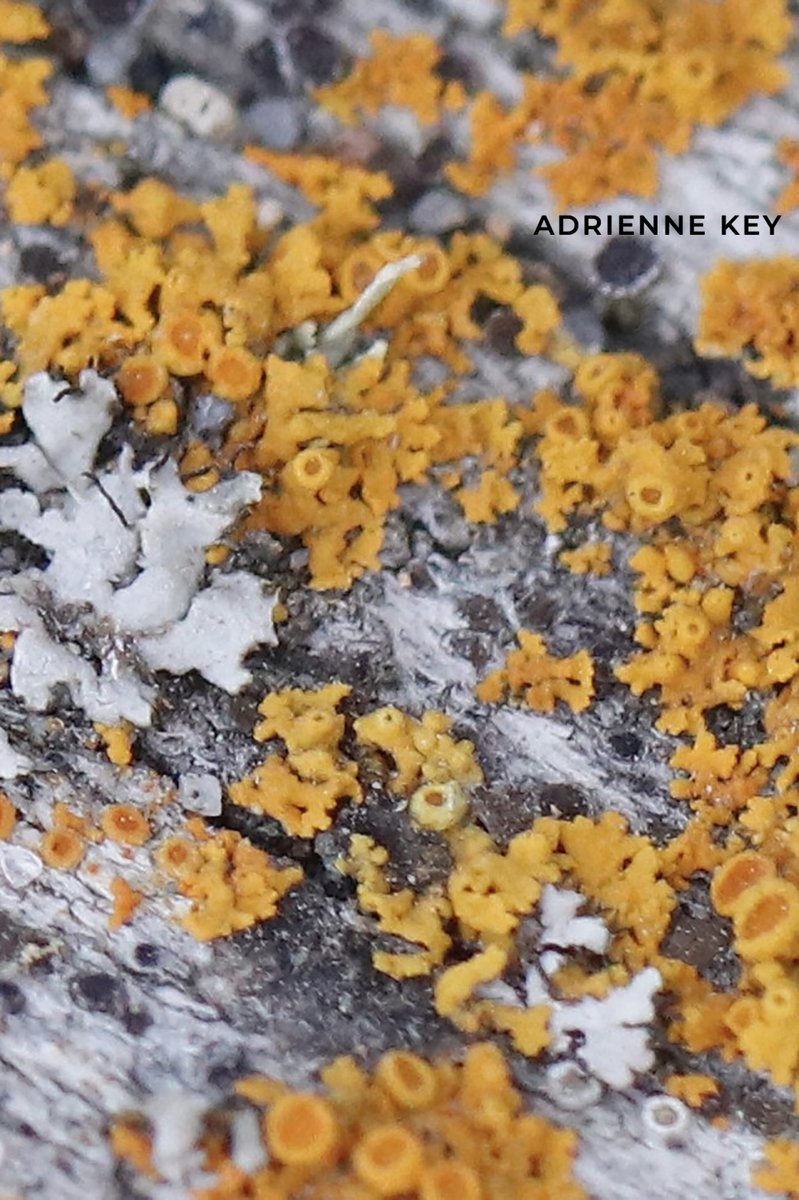 EverlingJewelry's tweet photo. Big fungus fan over here! 🙋🏻♀️
I have been “collecting” textures since college, and I can never get over how cool nature looks up close.
#seattleartist #seattleart #naturephotography #colorsandtextures #seattlecreative #artist #inspiredbynature #natureisart #lifeofanartist # https://t.co/9Na8Xmt8zg